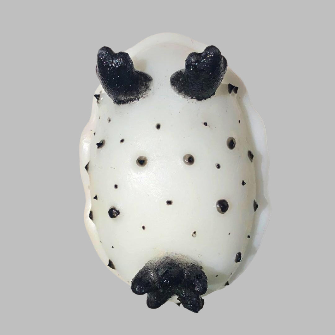 SQUISHY SEA HARE Silicone Squishy. Weirdcore Desk Toy for Stress Relief Collectable Nudibranch