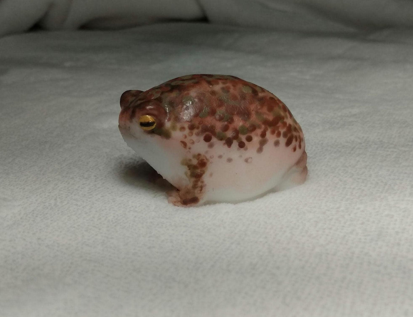SQUISHY Desert Rain Frog. Cute butt frog fidget Weirdcore