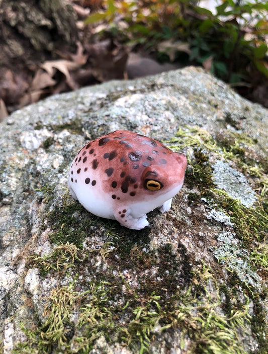 SQUISHY Desert Rain Frog. Cute butt frog fidget Weirdcore