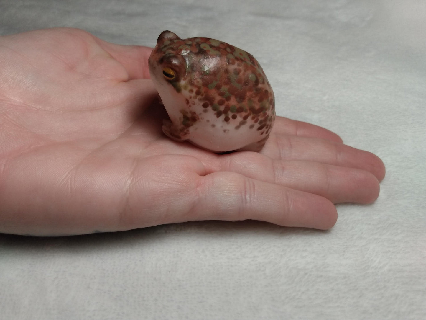 SQUISHY Desert Rain Frog. Cute butt frog fidget Weirdcore