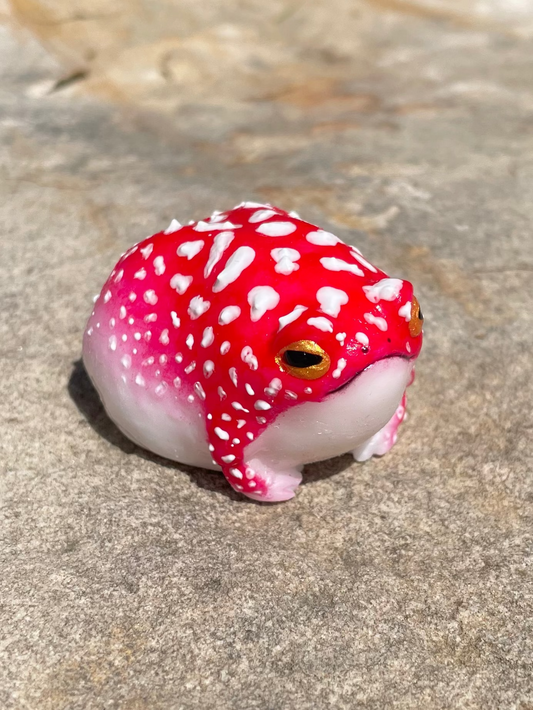Red frog with white spots sits on a rock in the sun