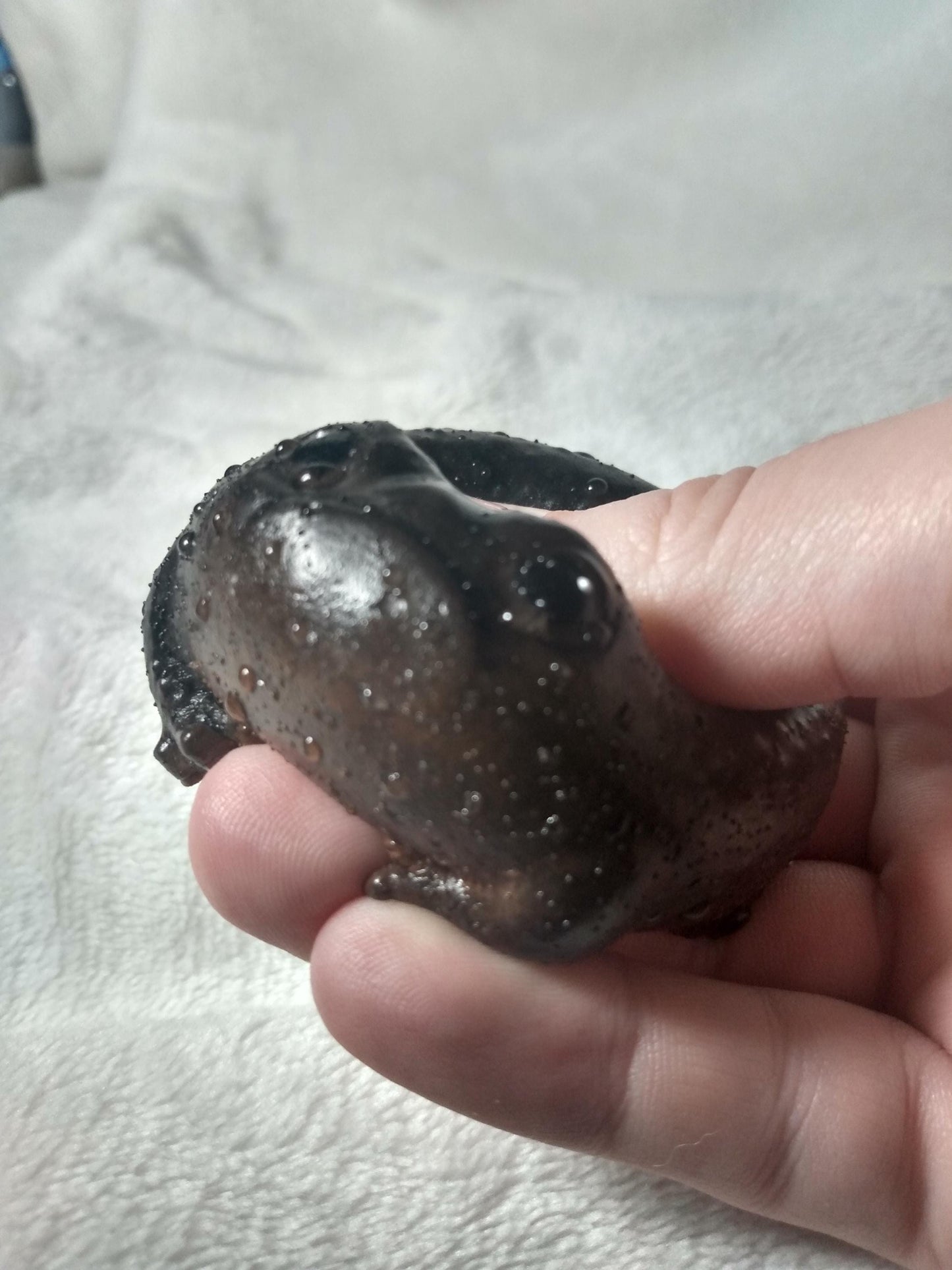 SQUISHY Avocado Frog. Grumpy "Poo" FROG.